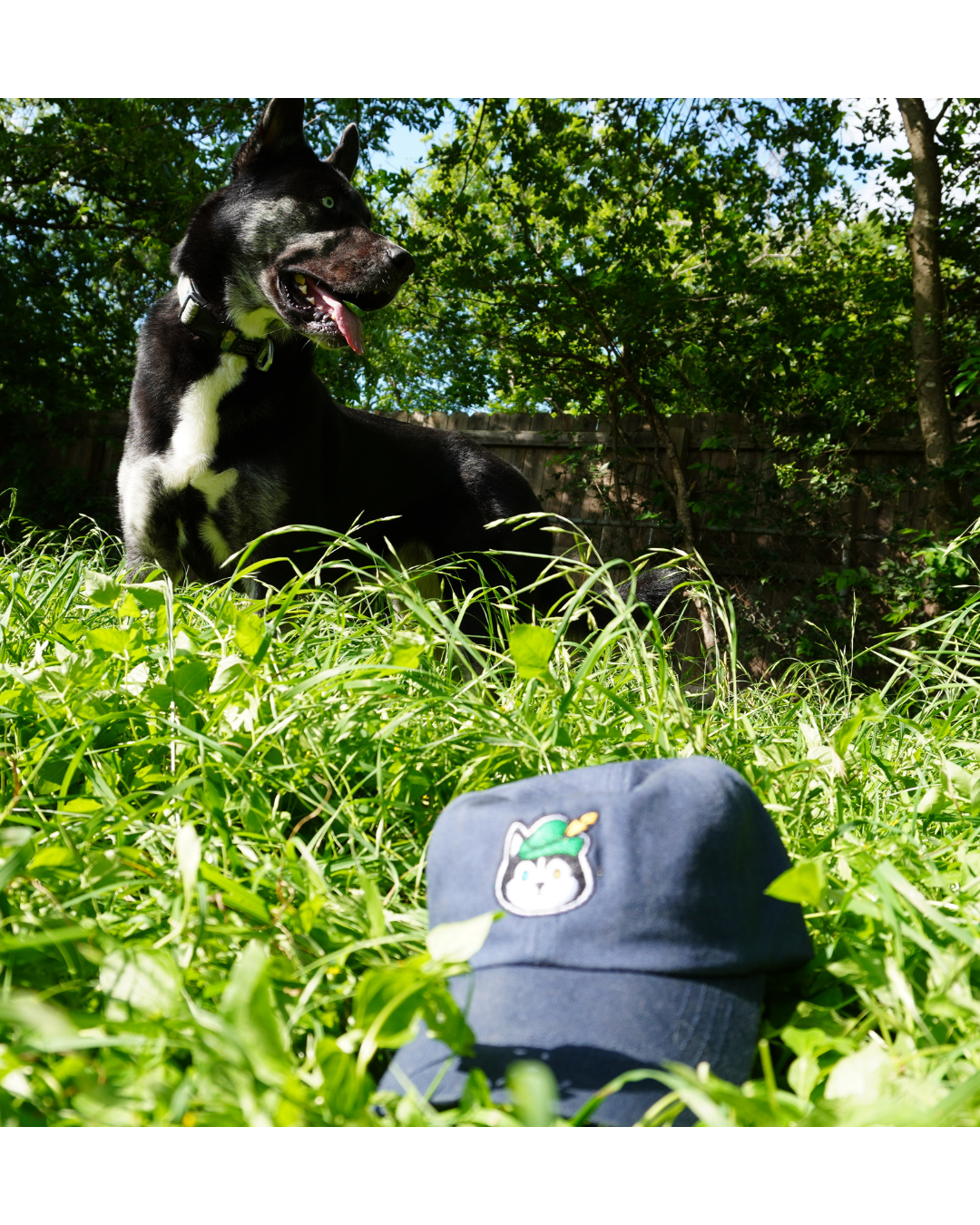The Official Boof Lofi Dad Hat | Embroidered Bard Dog Mascot Cap